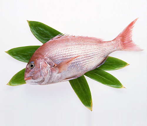 紅衫魚(yú)